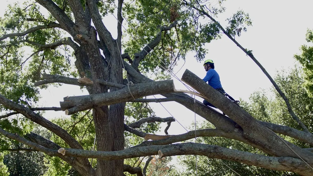 Professional Crown Thinning performed by certified arborists in Fulton