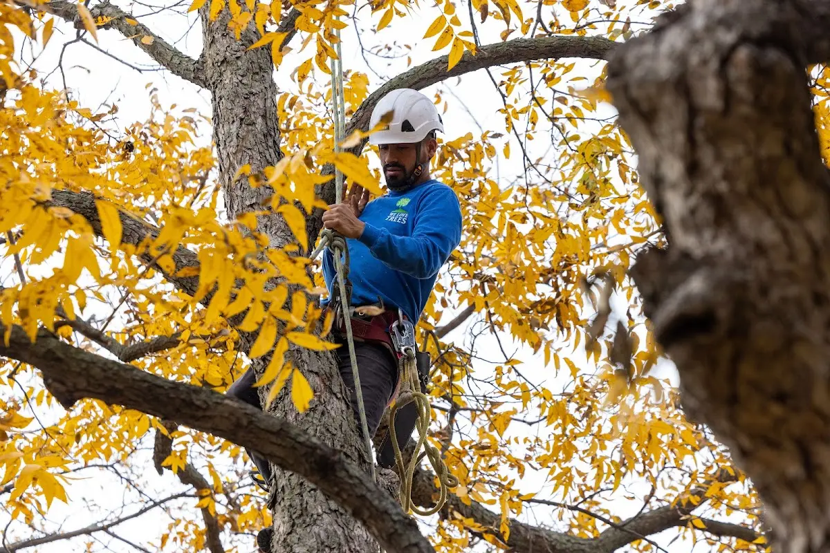 Skilled Tree Trimming crew working in Fulton
